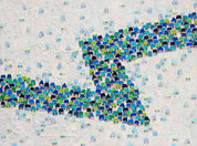 We are Crossing the New River 2 - DOKHBI